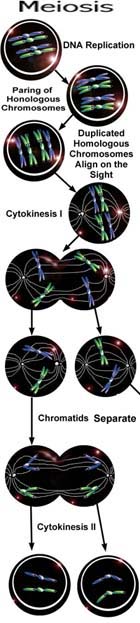 finmeiosis